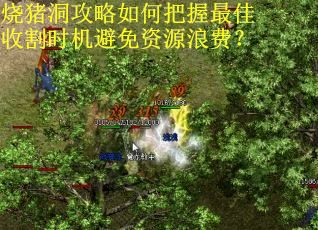 烧猪洞攻略如何把握最佳收割时机避免资源浪费？